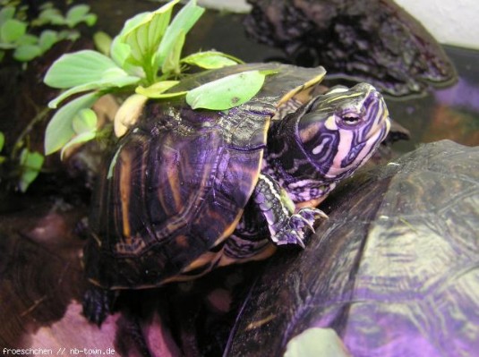 schildkroete.jpg