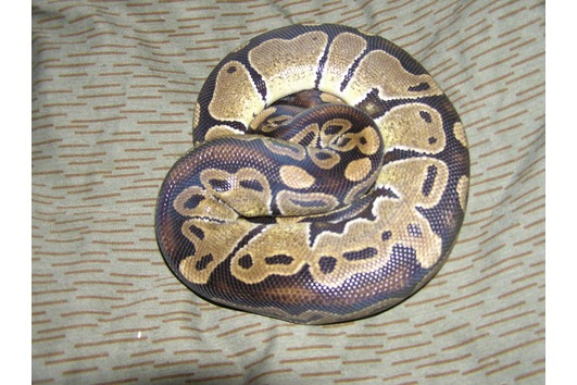 Python regius Classic, Königspython