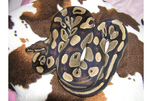 Python regius Classic, Königspython