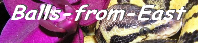 Balls-from-East - Hobbyzucht von Python regius