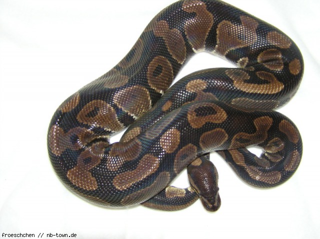 Python regius Classic, Köngspython