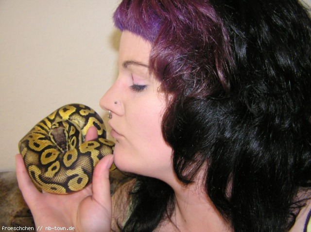 Haltung Python regius