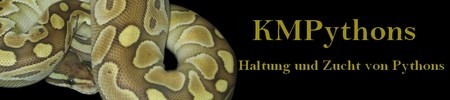 Python regius, Forum, Haltung, Zucht, Snake, Würgeschlange Ballpython, Königspython