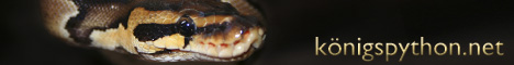 Python regius, Forum, Haltung, Zucht, Snake, Würgeschlange Ballpython, Königspython